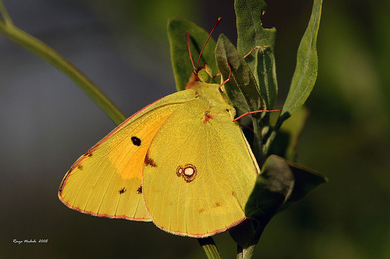 Argynnis paphia e Colias crocea